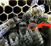 Varroa