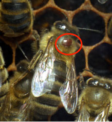 Varroa
